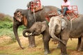 Elephant family hapiness with water after Ordination parade on Royalty Free Stock Photo